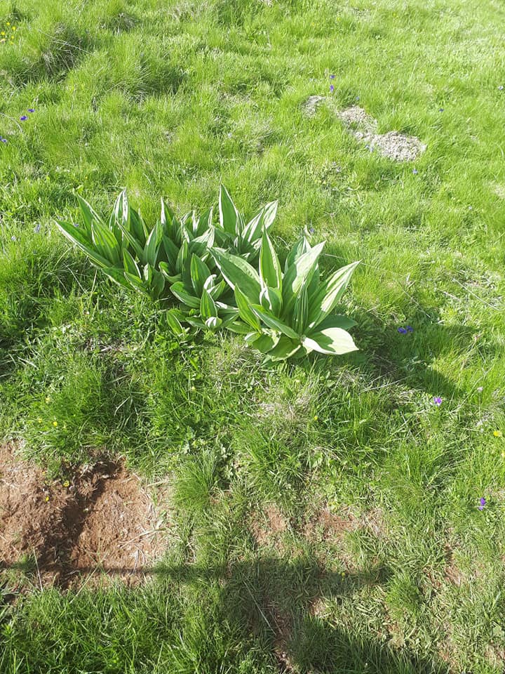 La pastourelle  - Dimanche 20 Mai 2018 à SALERS