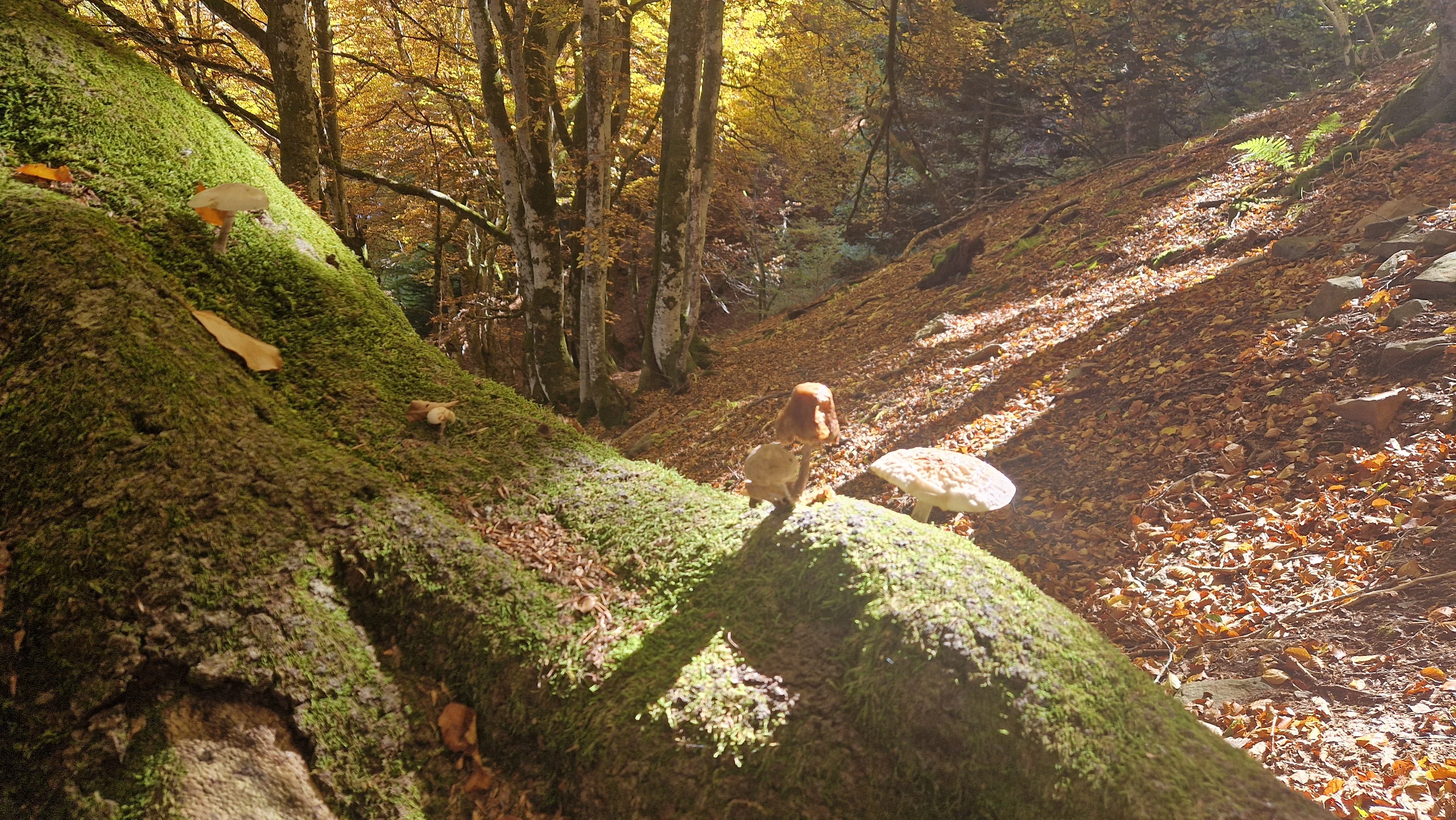 Champignons sur le tronc d 'un arbre