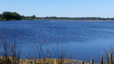 ETANG DE LANDES