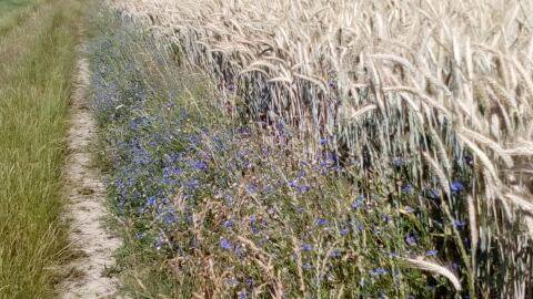 bleuets dans les blés