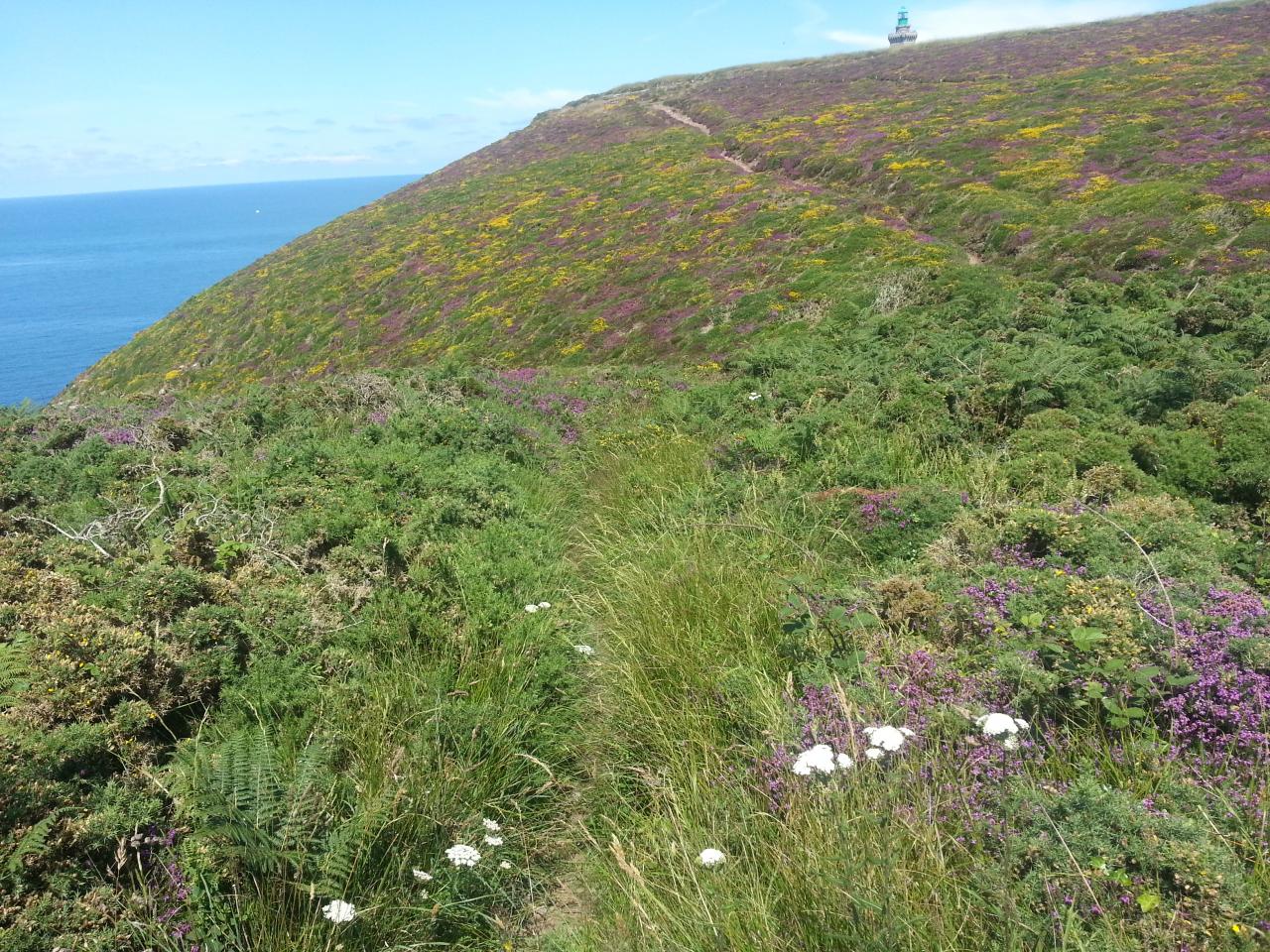 le tapis de bruyère en direction du cap Frehel 