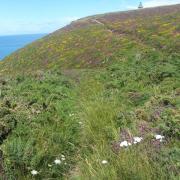 le tapis de bruyère en direction du cap Frehel 