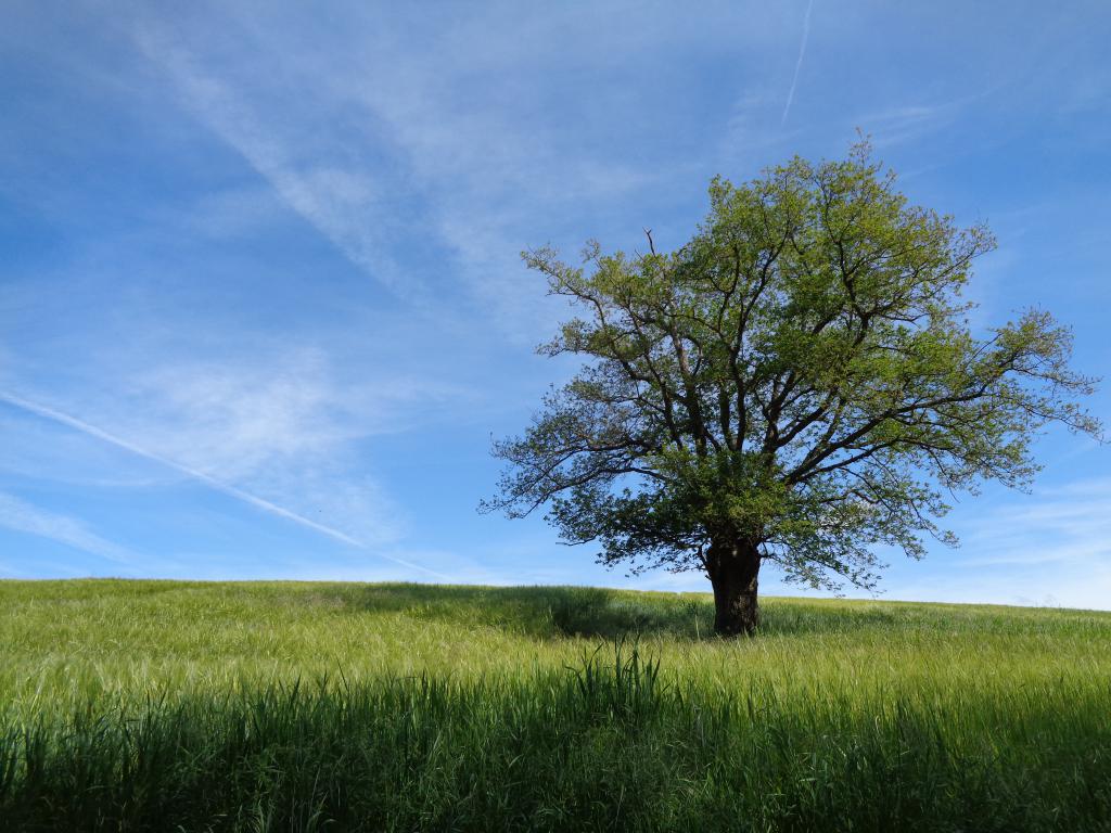 La Nordique Montluconnaise