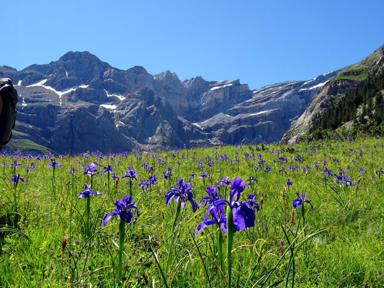 PYRENEES