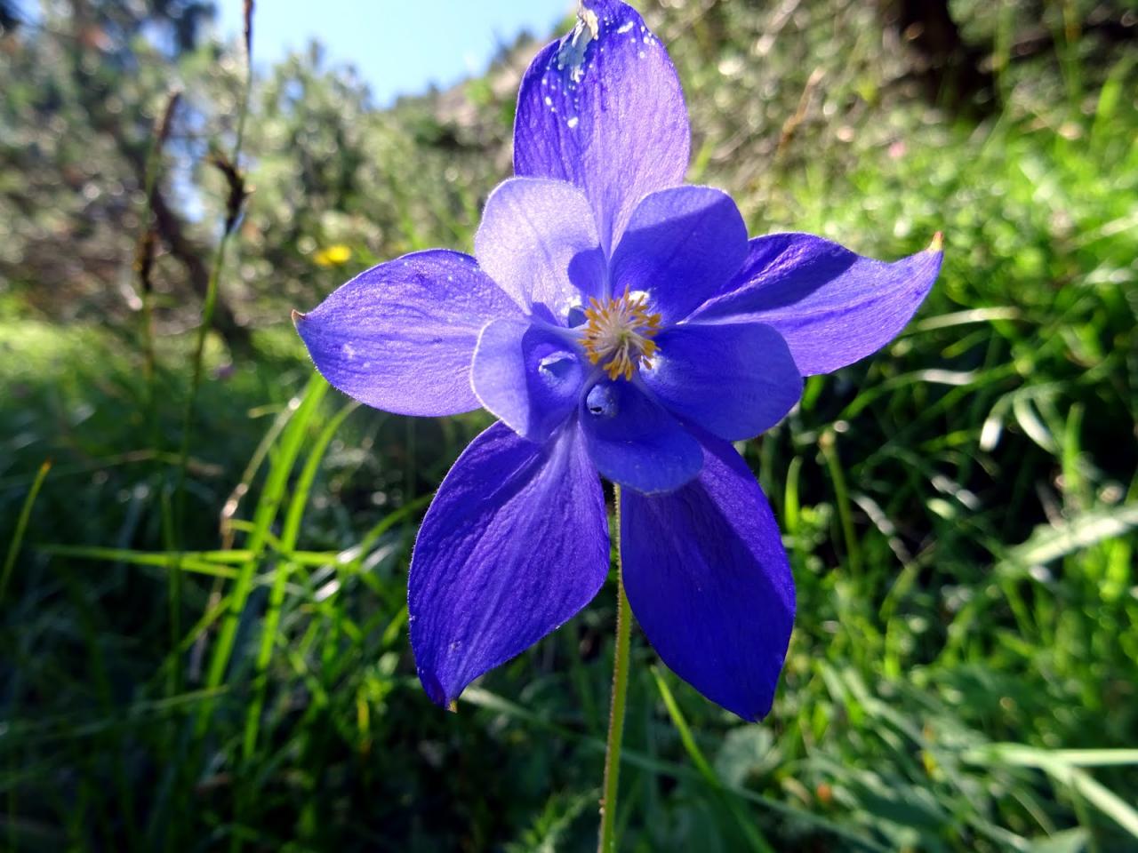 PYRENEES