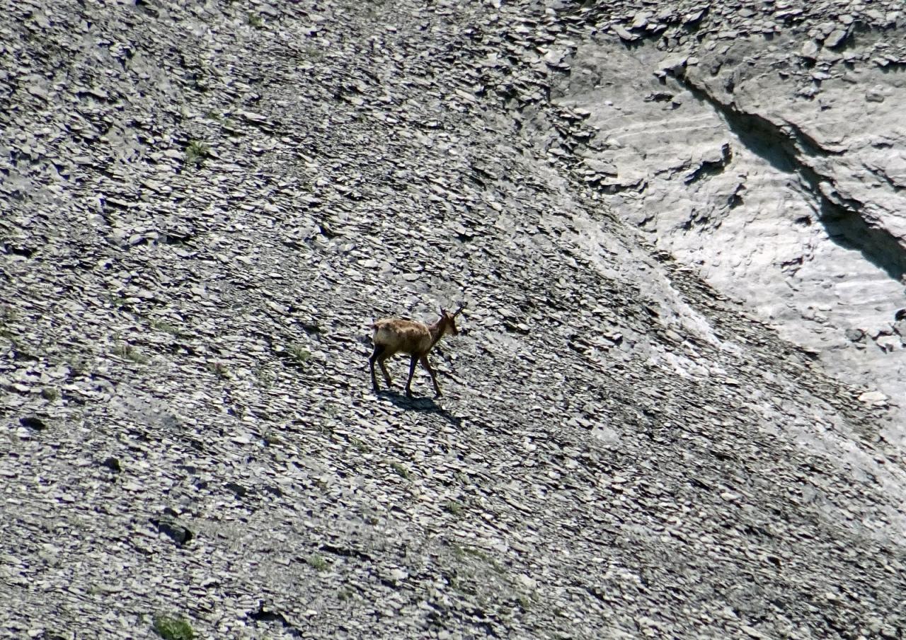 PYRENEES