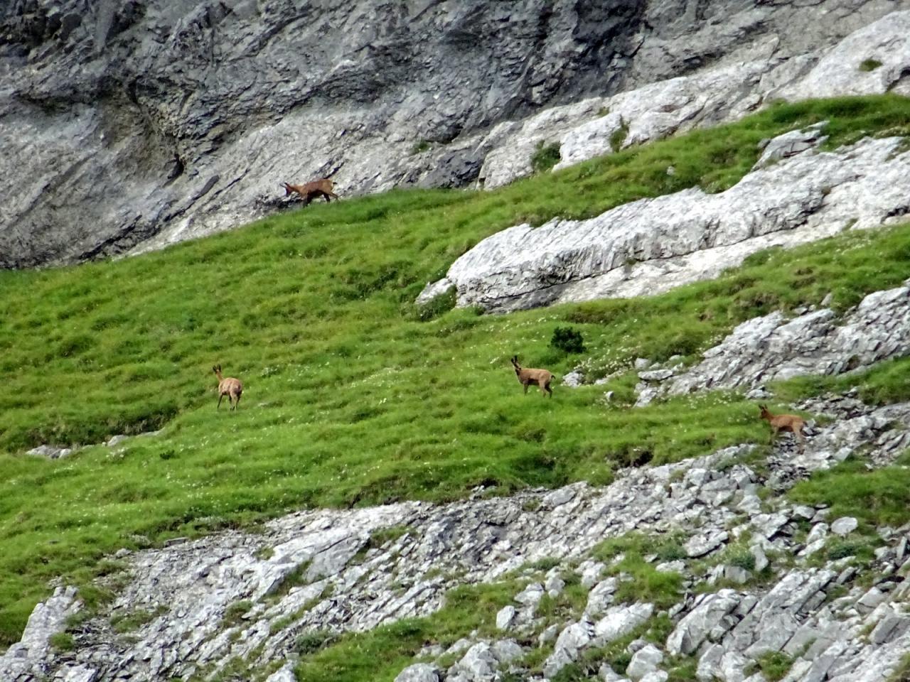 PYRENEES