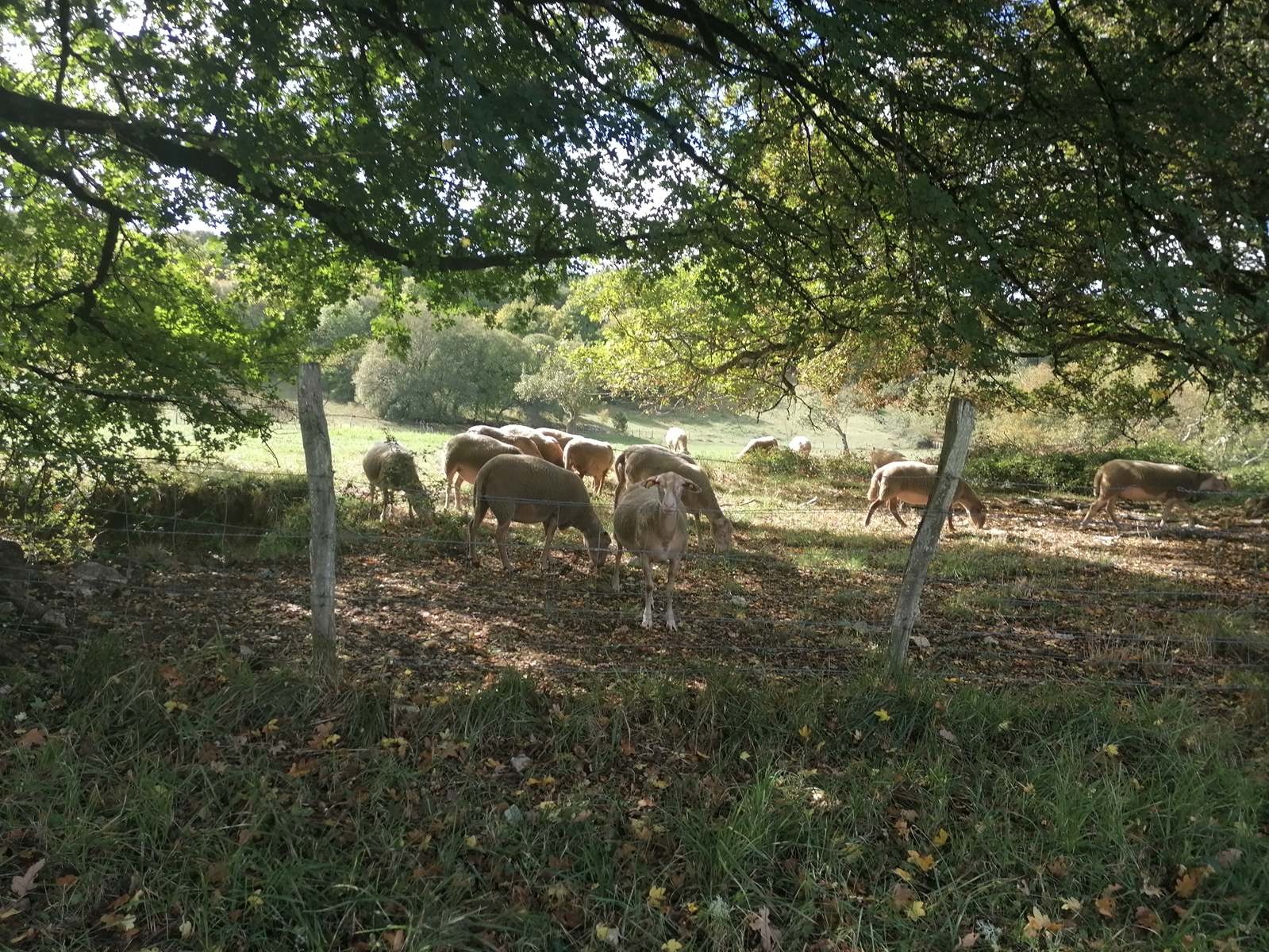 De Cazoules à Salignac Eyvigues