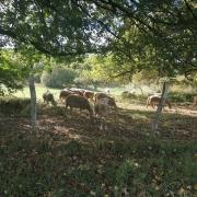 De Cazoules à Salignac Eyvigues