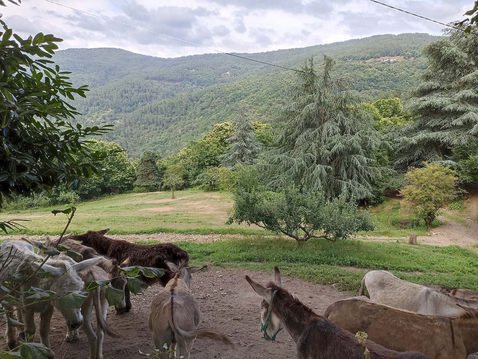18 Juin: Onzième étape de l'ancienne gare de Cassagnas àLébou par St-Germain-de-Calberte