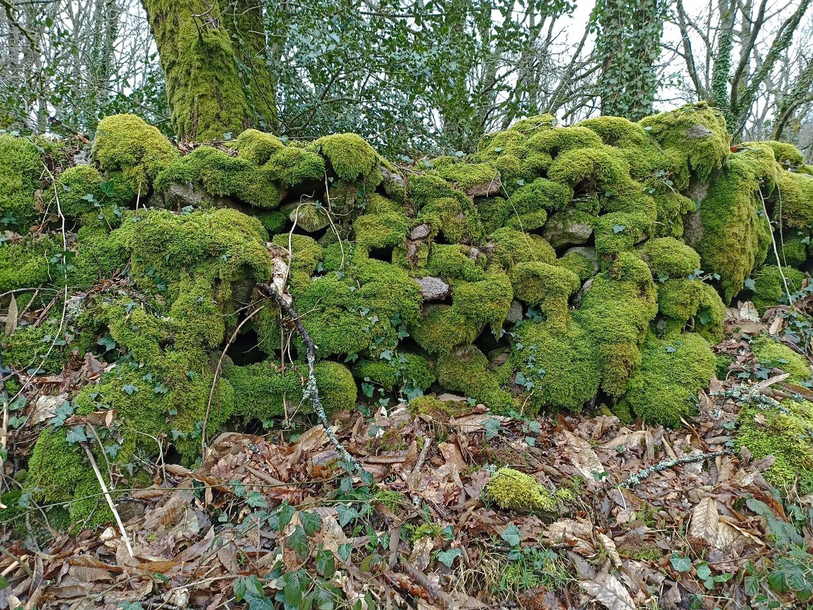 Magnifiques chemins creusois