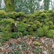 Magnifiques chemins creusois