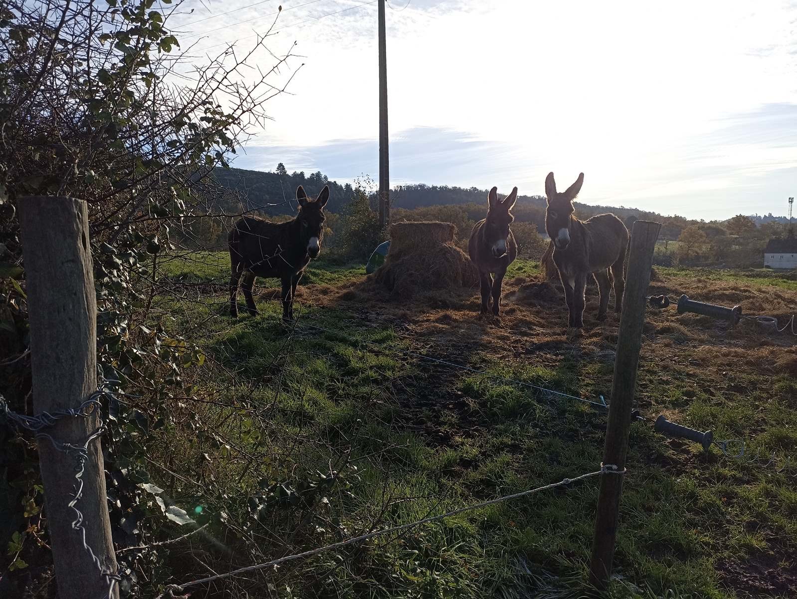Rando Beaujolais Désertines - Surprise sur notre chemin