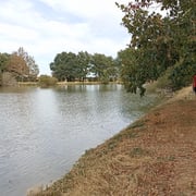 Promenade autour de l'étang