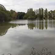 L'étang
