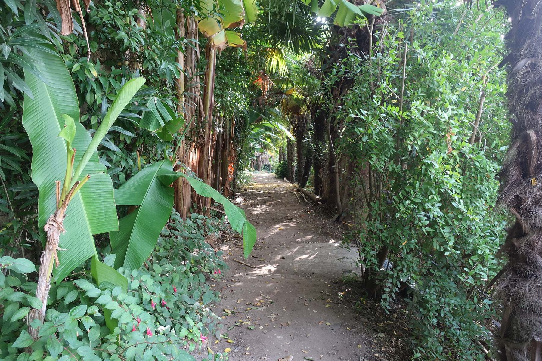 jardin exotique, allée des bananiers