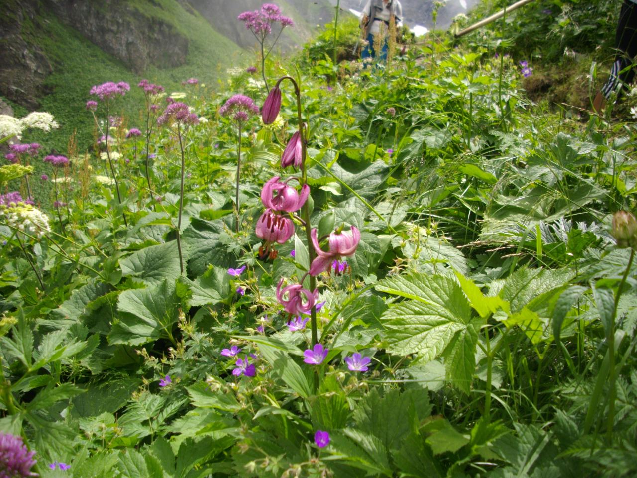 Fleurs dont le lys de Martagnon