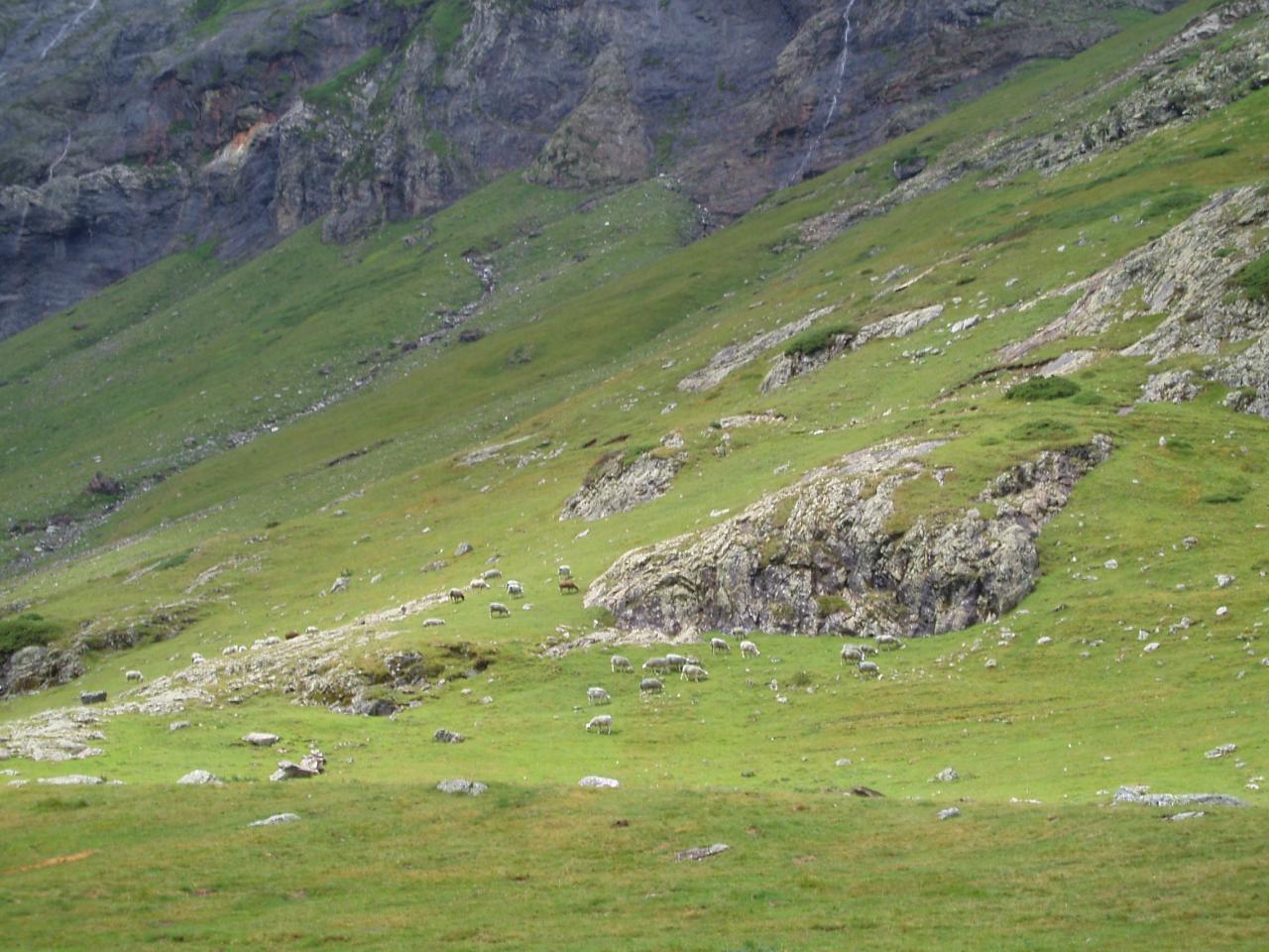 PYRENEES