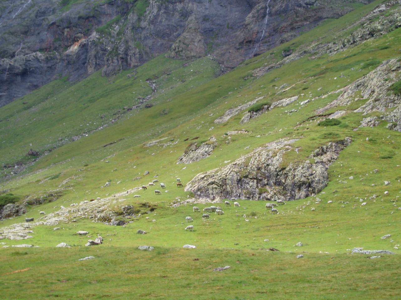 PYRENEES