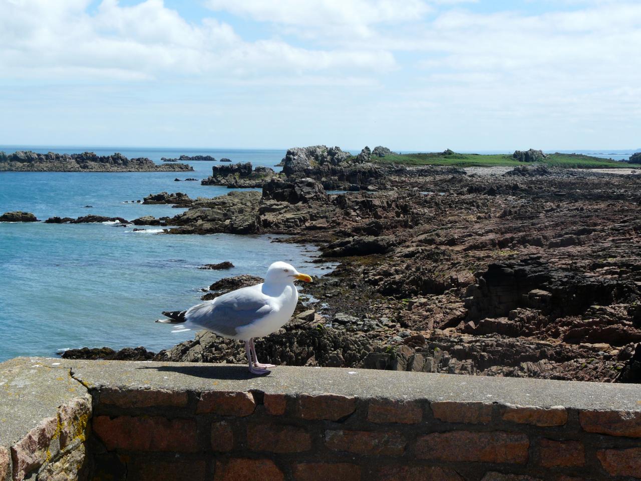 mouette ou goéland.......???.......GOELAND