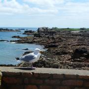 mouette ou goéland.......???.......GOELAND