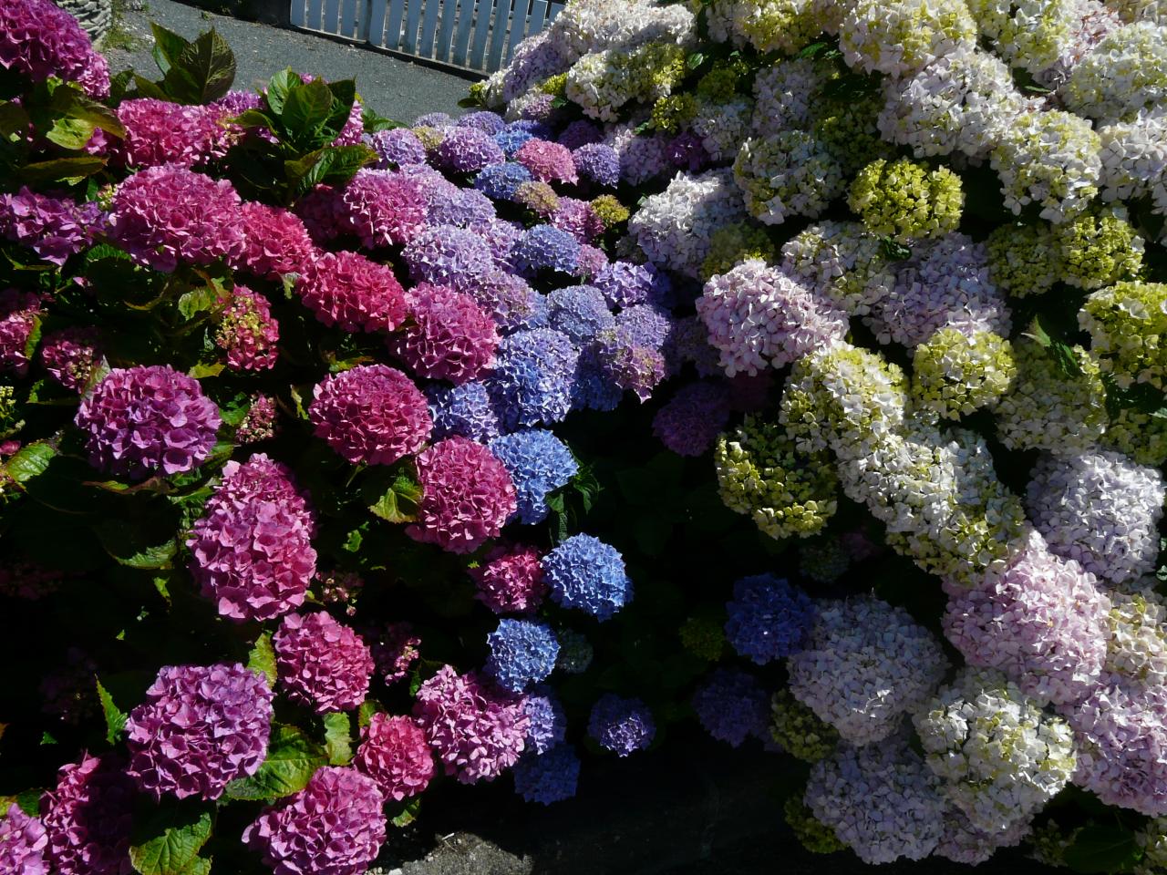 les boules d'hortensias