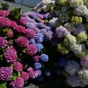 les boules d'hortensias