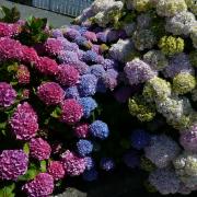 les boules d'hortensias