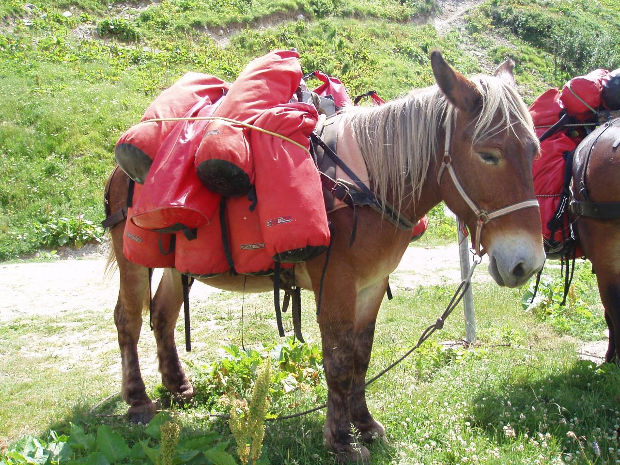 Notre mule, avec nos sacs (pas plus de 7 kgs chacun!)