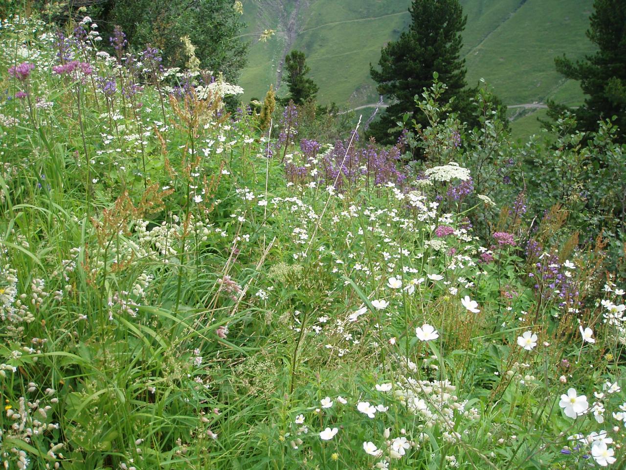 Beaucoup de fleurs sur notre parcours