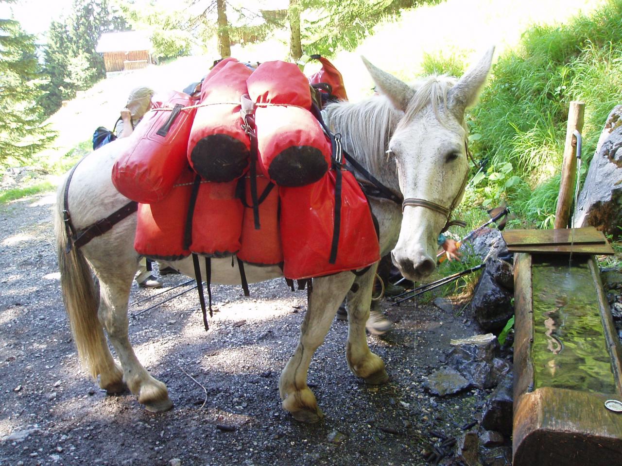 notre mule sur le chemin du refuge de GRENAIRON