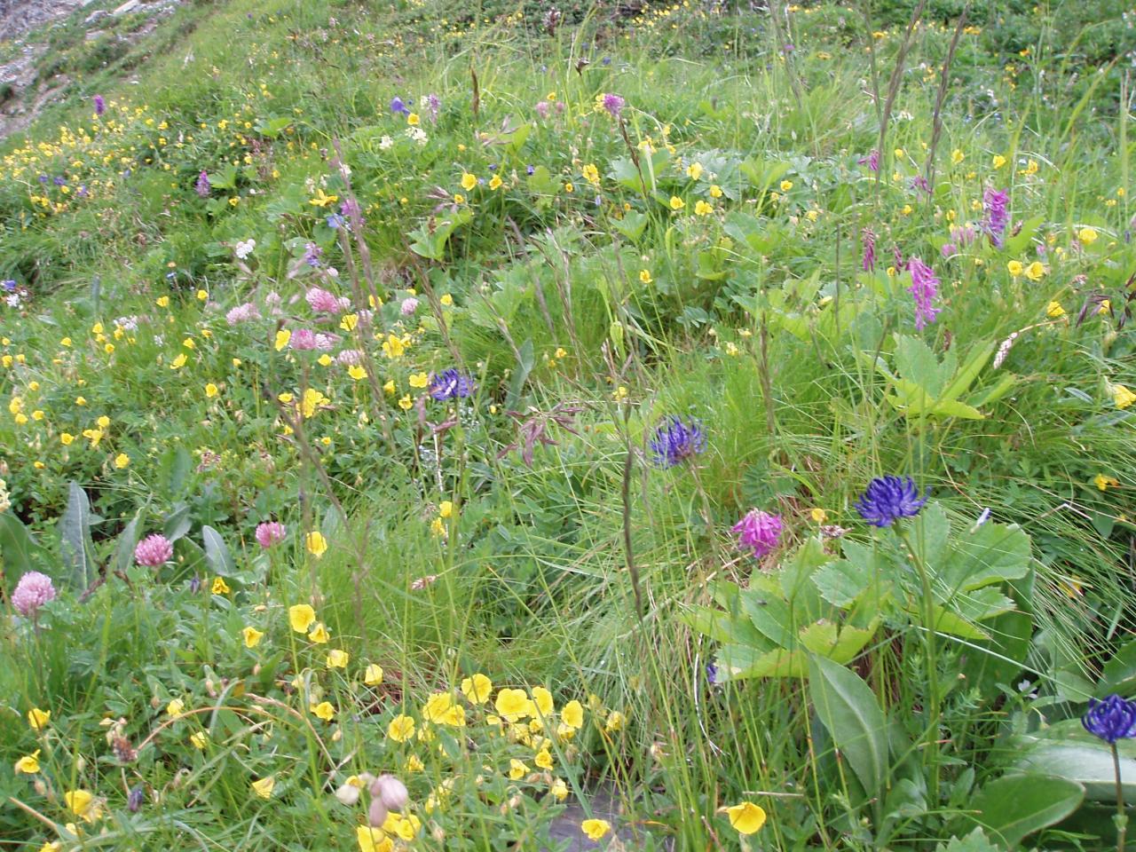 Fleurs de montagne