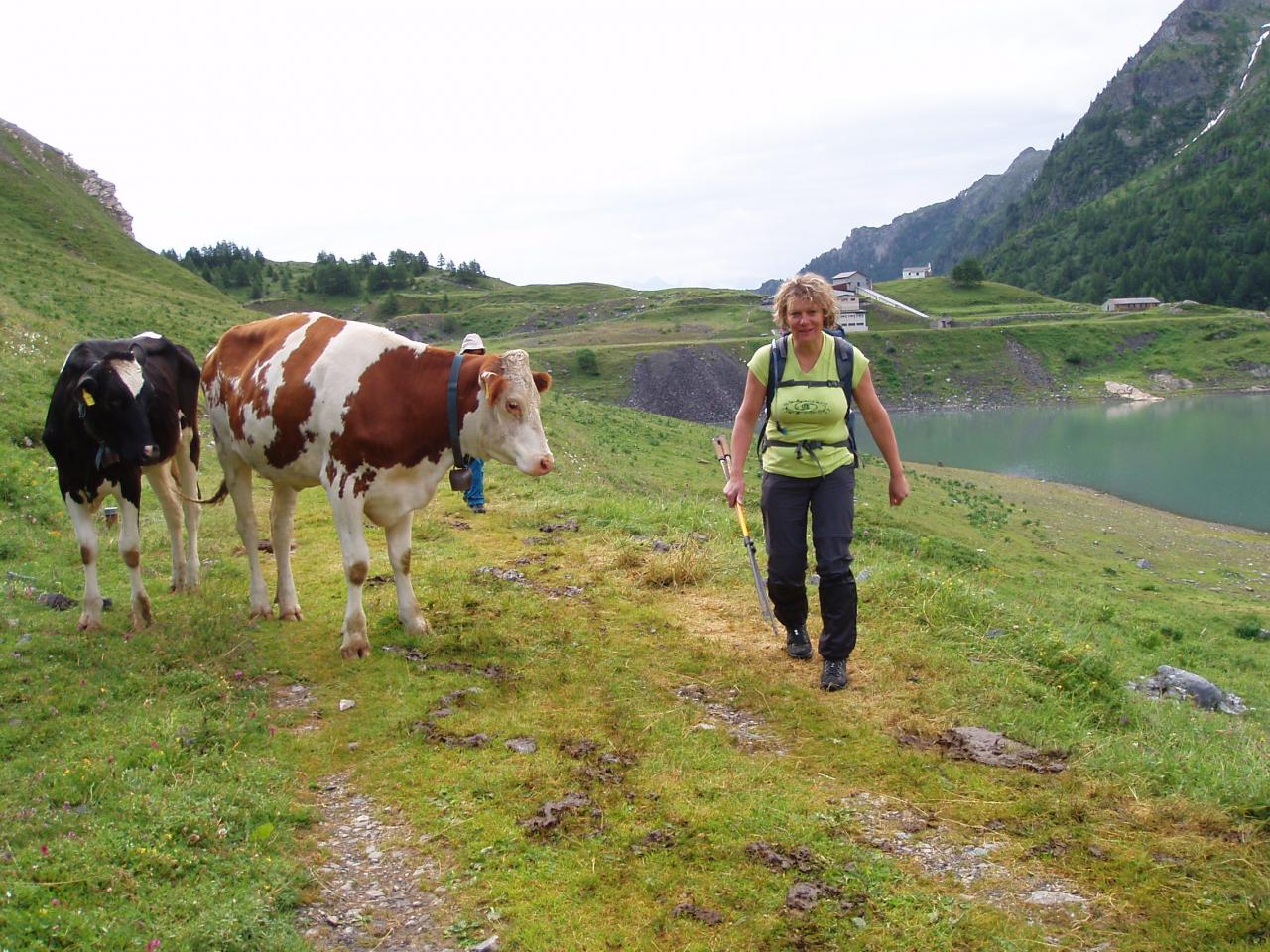 Départ avec les vaches